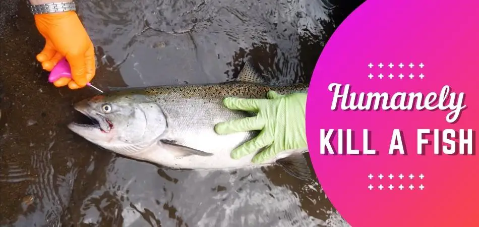 How To Humanely Kill A Fish Before Cleaning It